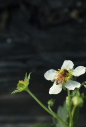 -蓝呗呗蓝莓草莓采摘园(通州区马驹桥店)