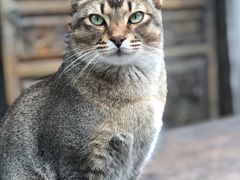 -喵屿·大理花园猫咖