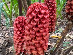 -中国科学院西双版纳热带植物园