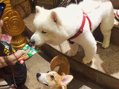 -more than meow吴止猫主题餐厅(承德 中船汇店)