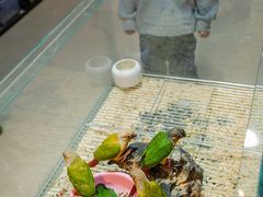 -青石桥花鸟鱼虫市场(叠翠城店)