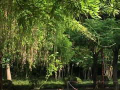 -嘉定紫藤园
