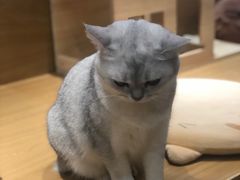 -滚猫咖啡·猫咖·猫友好撸猫(未来城店)