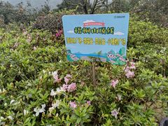 -梧桐山风景名胜区