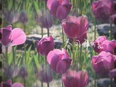 -香蜜公园