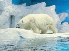 -海合安天津极地海洋公园