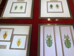 -上海昆虫博物馆