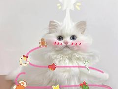 -猫十亿·布偶金渐层·曼基康矮脚猫舍(青年路店)