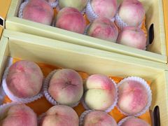 -南汇水蜜桃采摘(大团店)