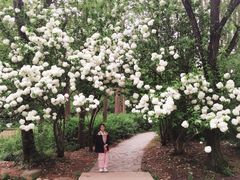 -上海共青森林公园