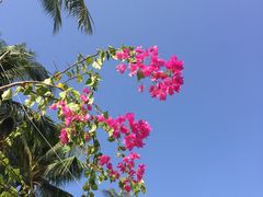 -美奈渔村