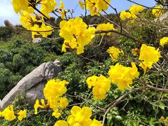 -东澳岛