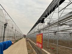 -喜杨洋草莓采摘园