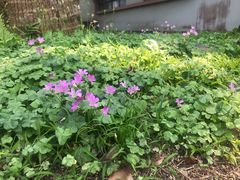 -大埔公路-马料水段香港中文大学(公交站)