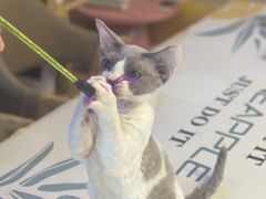 -山宅一喵德文卷毛猫舍