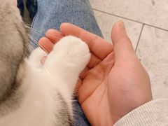 -飞行喵MR PILOT|猫舍·猫咖(静安大融城店)