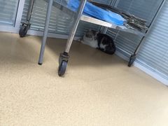 -瑞派·关忠动物医院·猫专科·犬专科(三环新城店)