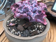 -北马山庄植趣咖啡