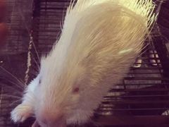 -清迈夜间动物园