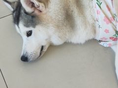 -怪兽屋·羊驼·猫咖·狗咖(俊华广场店)