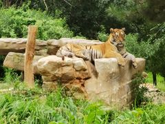 -北京野生动物园