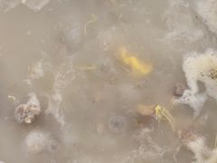 -15年老字号鑫鑫猪肚鸡·椰子鸡海南火锅(兴隆华侨农场店)