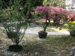 -厦门歌舞剧院