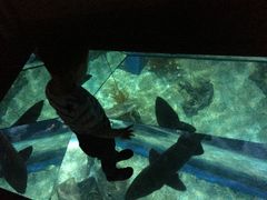 -暹罗海洋世界