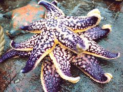 -东戴河风景区-止锚湾