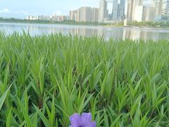 -深圳湾公园(南山区)