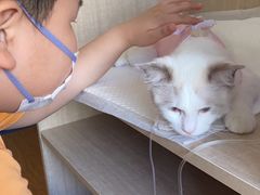 -北京观赏动物医院·24小时大型综合·猫专科·异宠专科