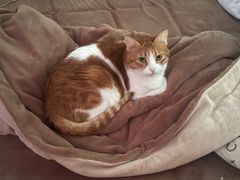 -宠物星动物医院·眼科·异宠·猫科(江南大道总院)