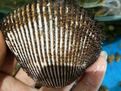 -蓝珊甄选海鲜自助·火锅大排档(近阿那亚店)