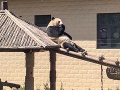 -石家庄市动物园