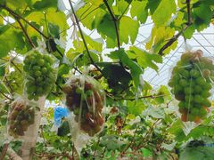 -马陆小张葡萄园农家乐