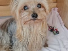 -小叮当动物医院·骨科·眼科