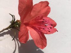 -温州永嘉书院