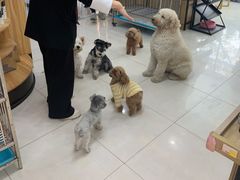 -翊宠yipet猫狗购宠庄园犬舍•猫舍