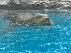 -海合安成都极地海洋公园