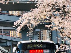 -上海南浦大桥长途旅游客运站