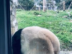 -都江堰中华大熊猫苑