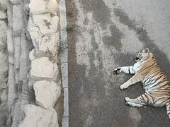 -大连森林动物园