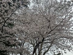 -武汉大学-樱园