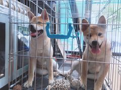 -瑞派·关忠动物医院·异宠专科·犬猫肿瘤·皮肤专科(望京店)