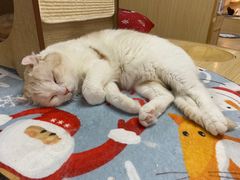 -猫和宫(六道口店)