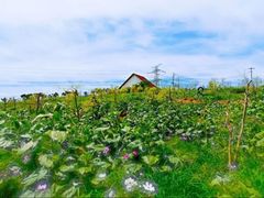 -紫颐香薰山谷景区