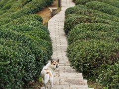 -龙坞茶村