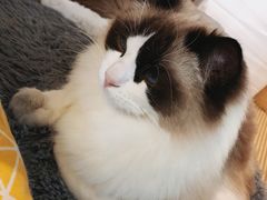 -喵屿·大理花园猫咖