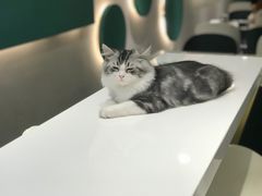 -飞行喵MR PILOT|猫舍·猫咖(静安大融城店)
