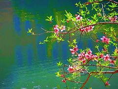 -贡湖湾湿地公园